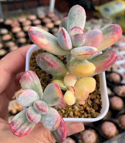 Cotyledon Orbiculata cv.Short Round Leaf Variegated/乒乓福娘锦多头