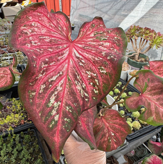 Caladium-Caribbean Coral