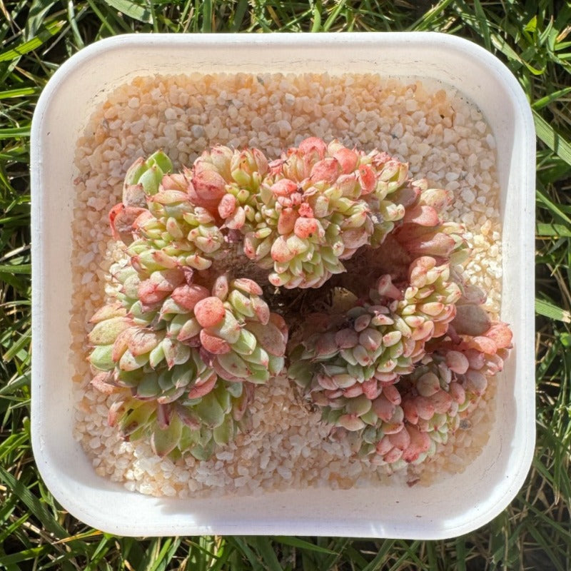 Echeveria Minima Crested/姬莲缀