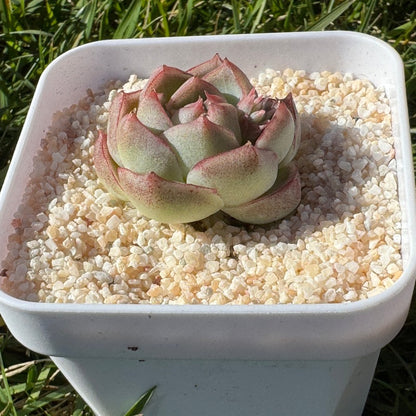 Echeveria Queen No.62/女王62号