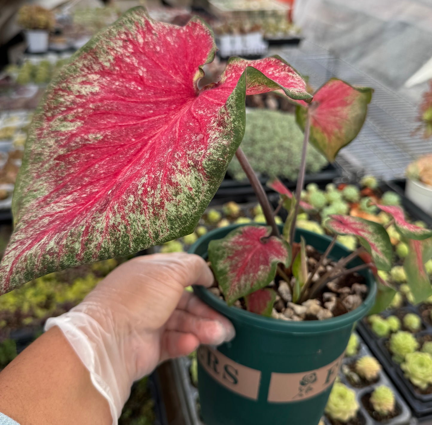 Caladium-Tickle Me Pink