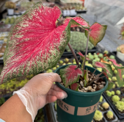Caladium-Tickle Me Pink