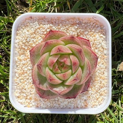 Echeveria Malgan NO.188/麦秆188号