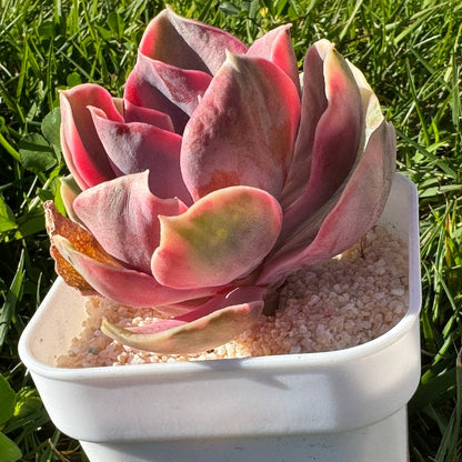 Echeveria Rainbow/彩虹