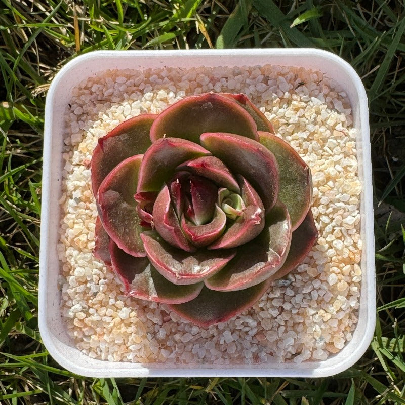 Echeveria agavoides Lem Shrimp Dumplings/东云虾饺