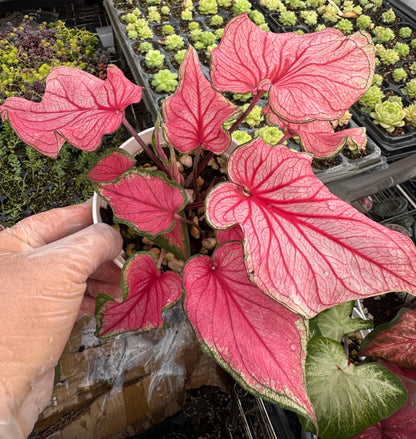 Caladium-FL Sweetheart