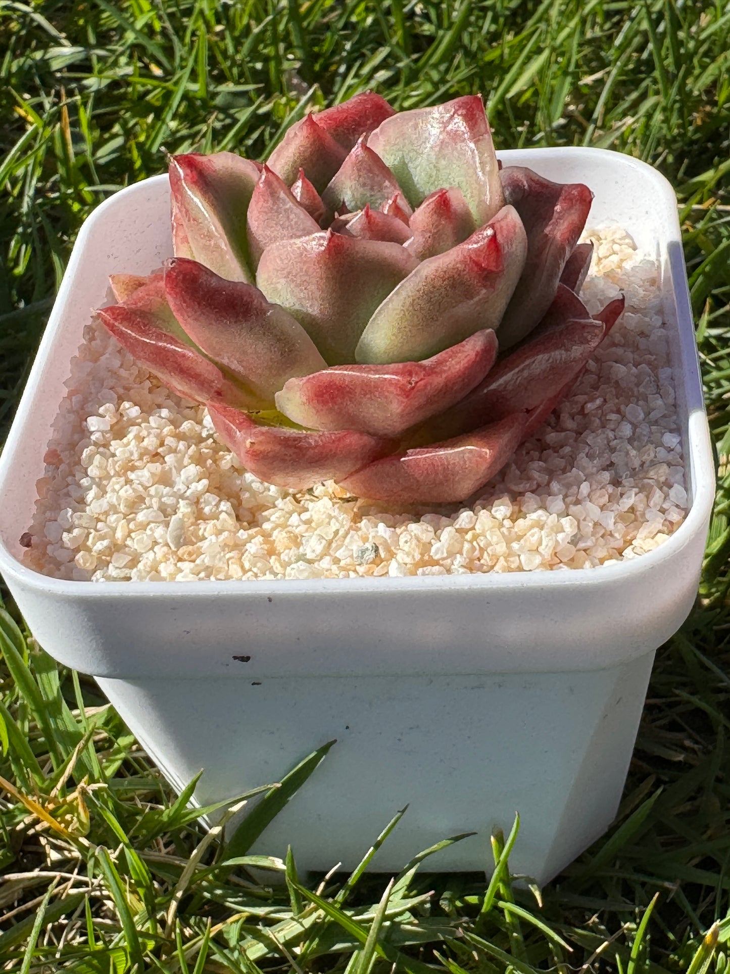 Echeveria Red Banana/红香蕉