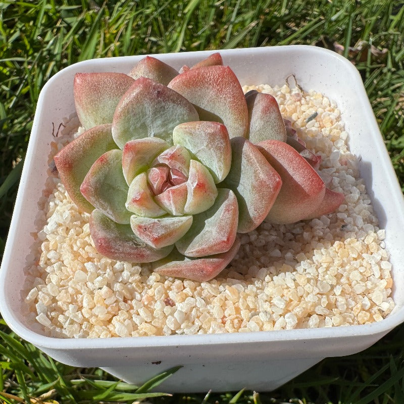 Echeveria Ice Green/糖心冰玉