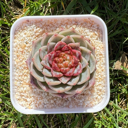 Echeveria Red Velvet/糖心天鹅绒