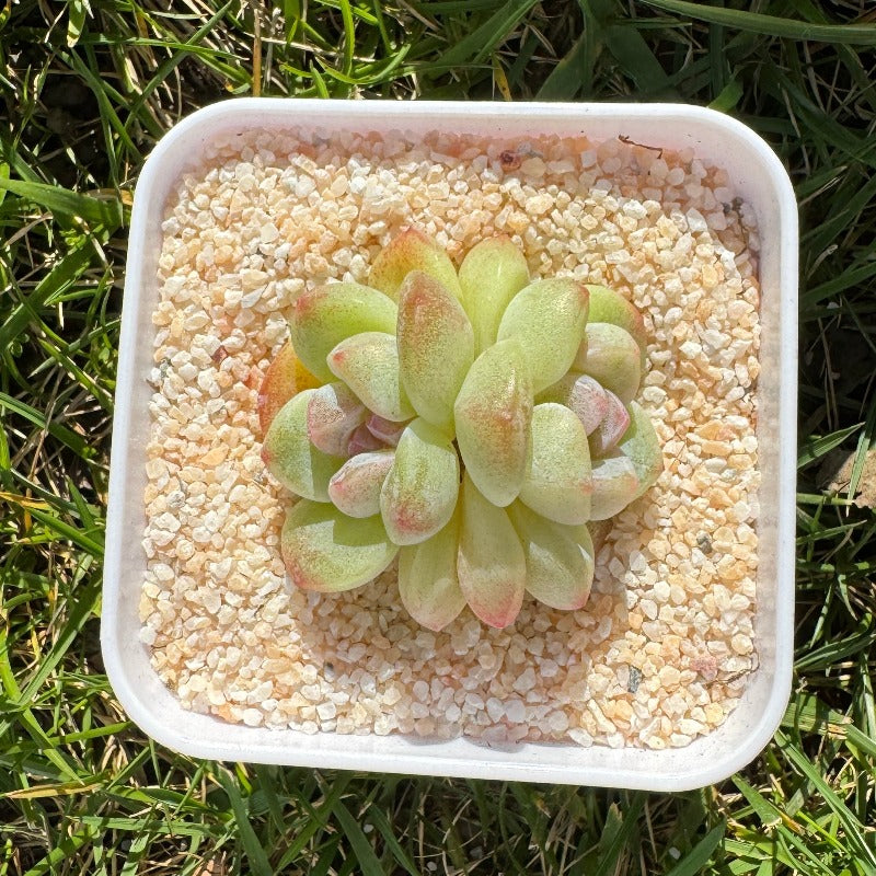 Echeveria Ice Green/糖心冰玉