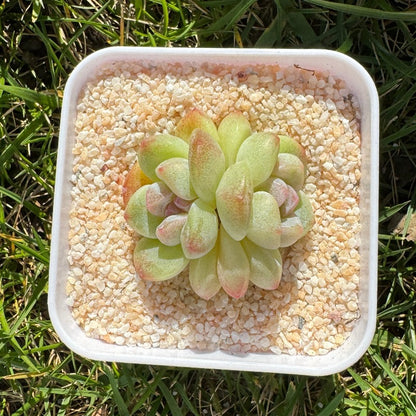 Echeveria Ice Green/糖心冰玉