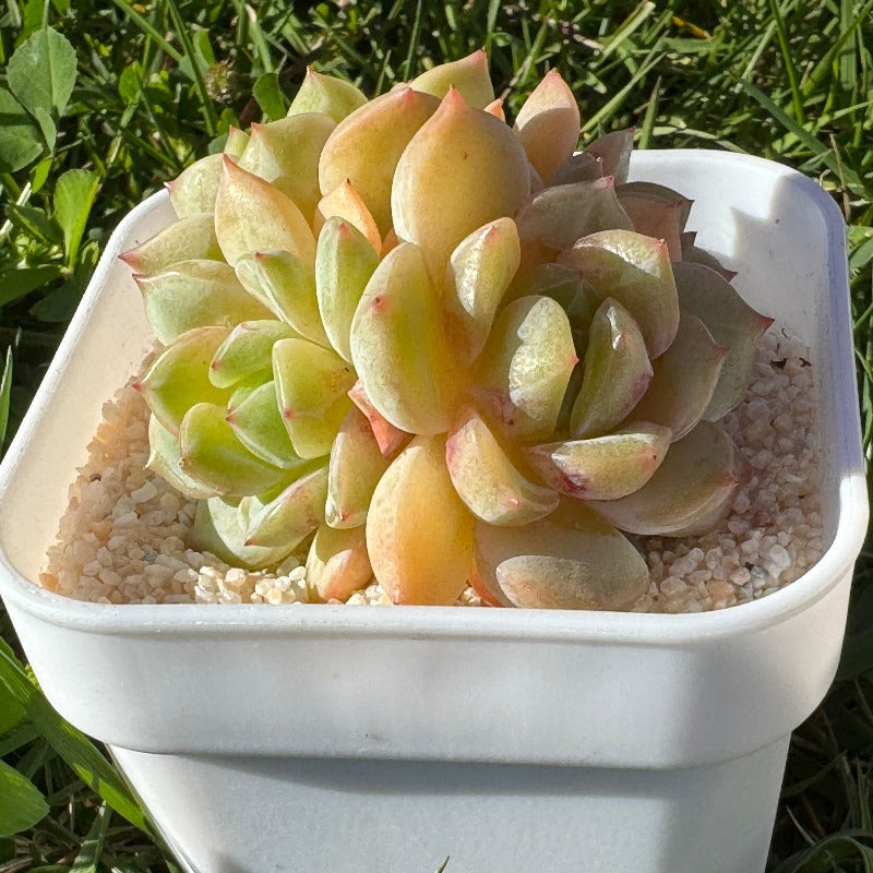 Echeveria Monroe SP/梦露老船