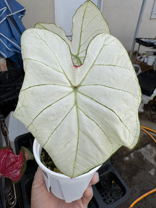 Caladium-FL Moonlight