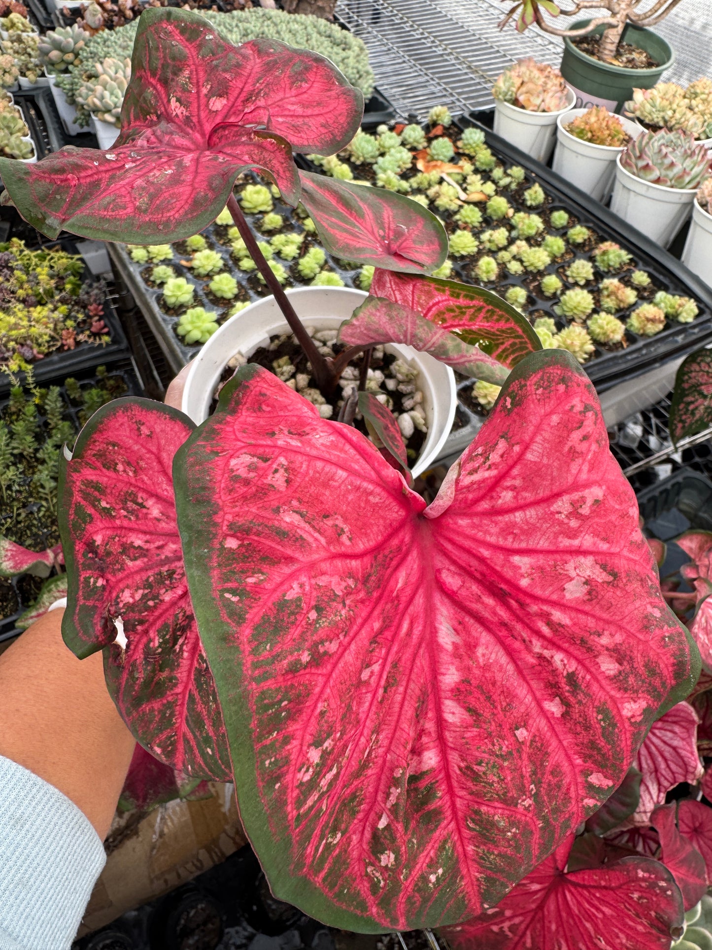 Caladium-Pink Swear