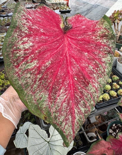 Caladium-Tickle Me Pink