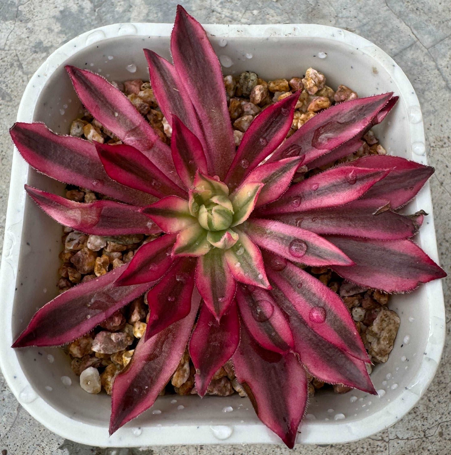 Aeonium Phoenix Variegated/凤凰锦