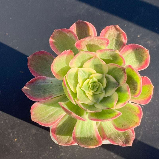 succulent-Aeonium Aquaman