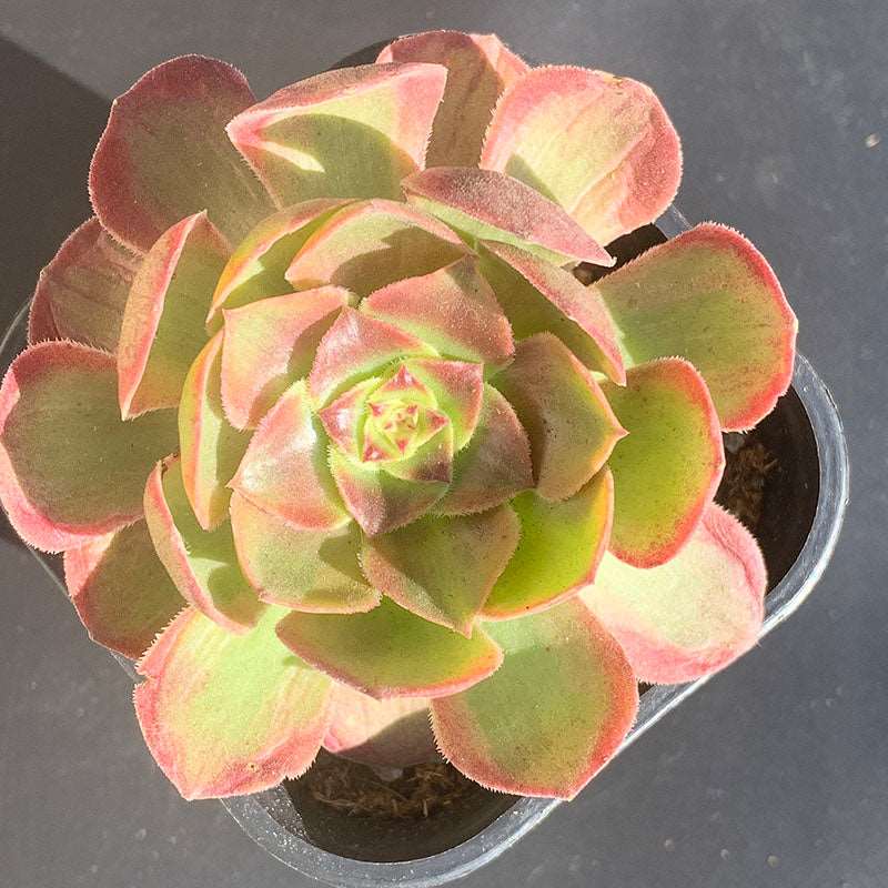 succulent-Aeonium Firefox