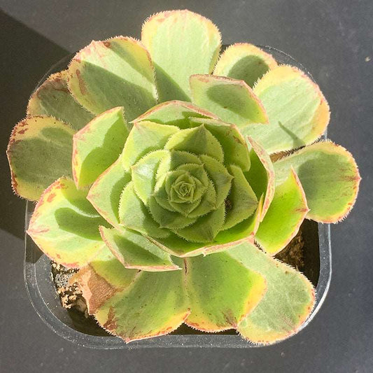 succulent-Aeonium Green Awn