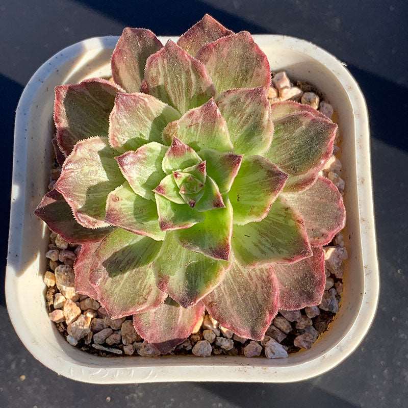 succulent-Aeonium Halloween Variegated