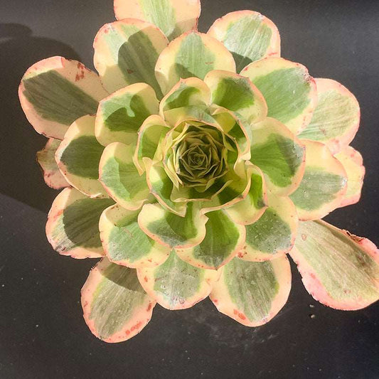 succulent-Aeonium Undulatum Variegated