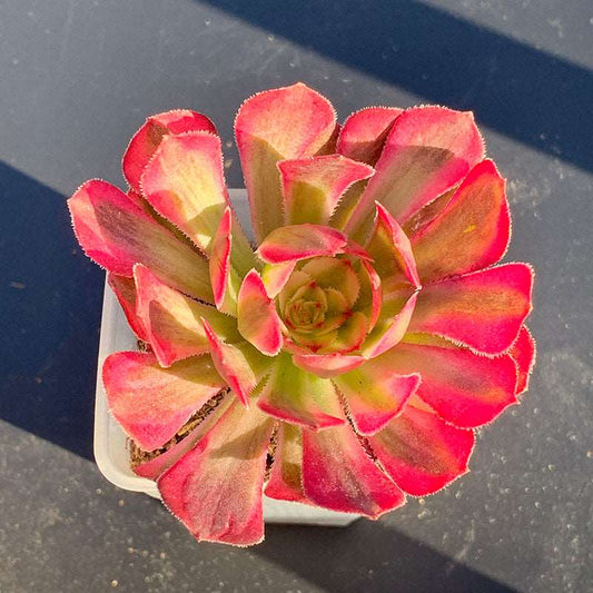 succulent-Aeonium White Moonlight