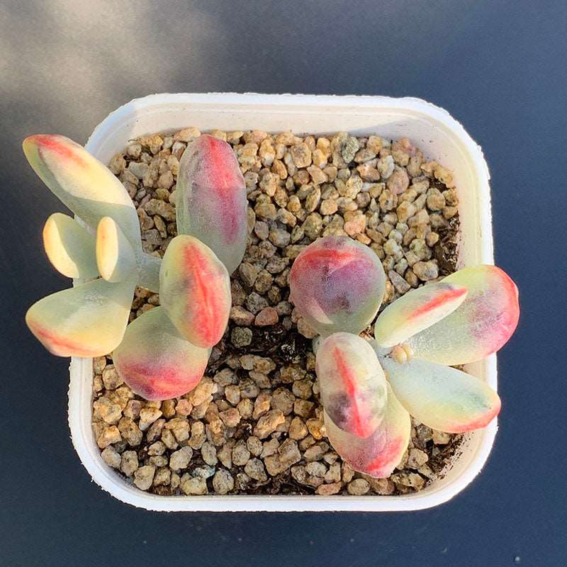 succulent-Cotyledon Orbiculata cv.Short Round Leaf Variegated