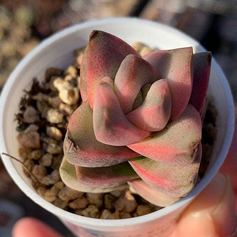 succulent-Crassula cv.Moonglow Variegated