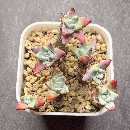 succulent-Dudleya Gnoma S.W.McCabe