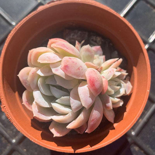 succulent-Echeveria-IceBerry