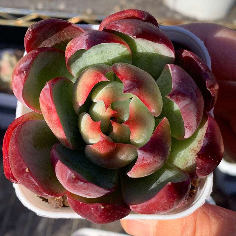 succulent-Echeveria Agavoides Casio