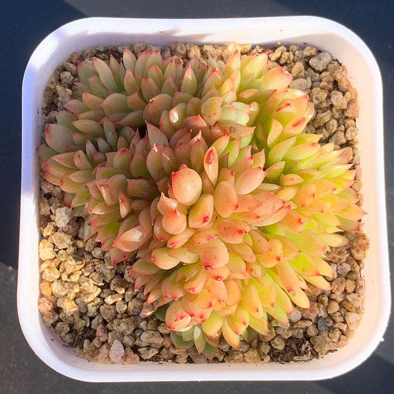 succulent-Echeveria Agavoides Crested