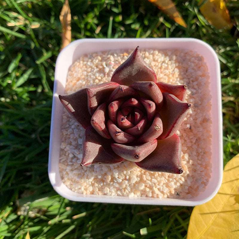 succulent-Echeveria Agavoides Romeo