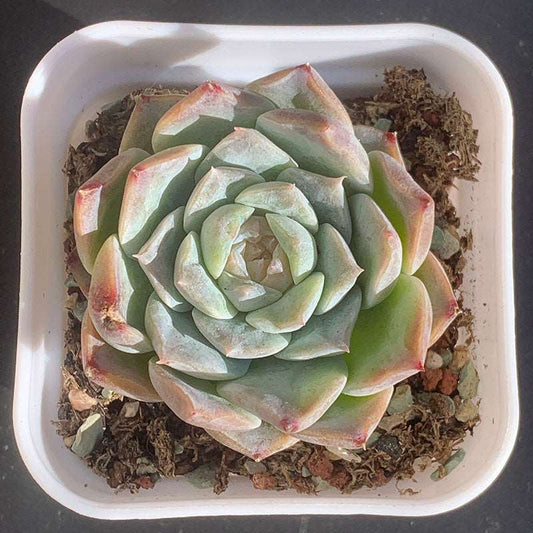 succulent-Echeveria Amazing Grace