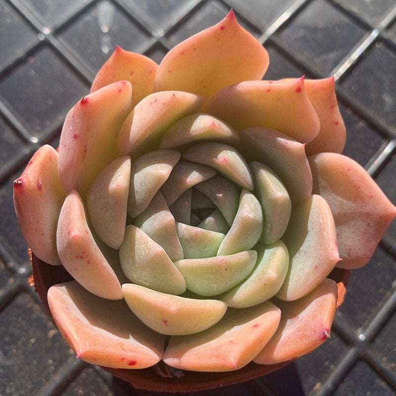 succulent-EcheveriaAmazingGrace