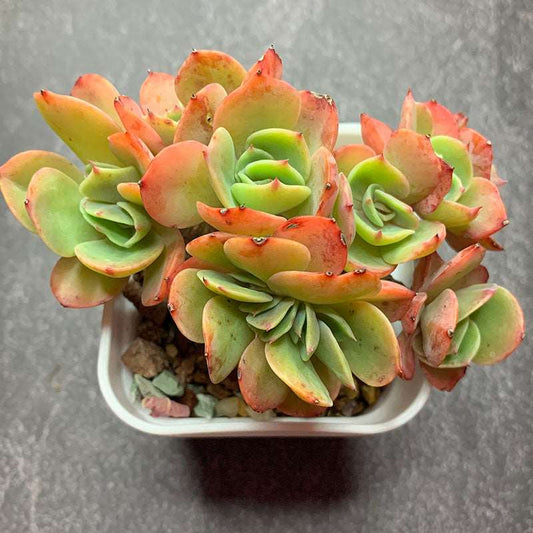 succulent-Echeveria Esmeralda