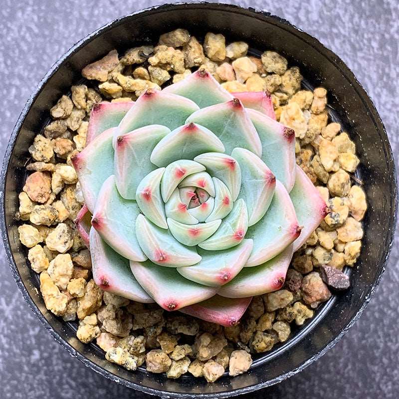 succulent-Echeveria FenFen Peach