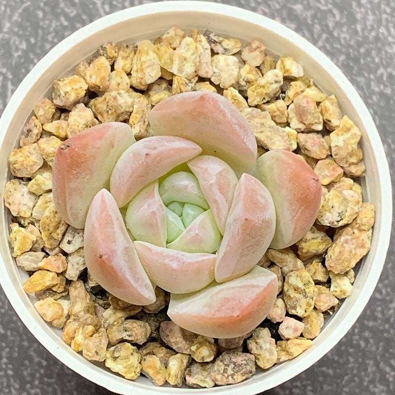 succulent-Echeveria Jade Butterfly