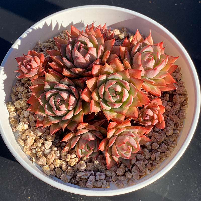 succulent-Echeveria Lindsayana