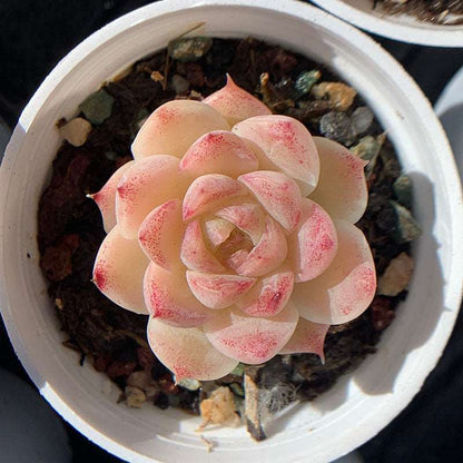 succulent-Echeveria Malgan