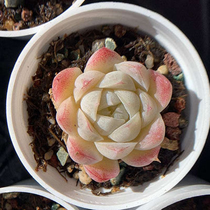 succulent-Echeveria Malgan