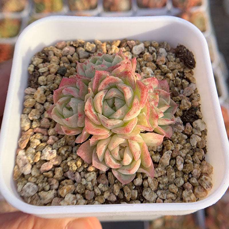 succulent-Echeveria Malgan White Swan