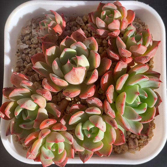 succulent-Echeveria Mini Hook