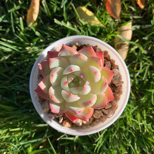 succulent-Echeveria Pink Crystal