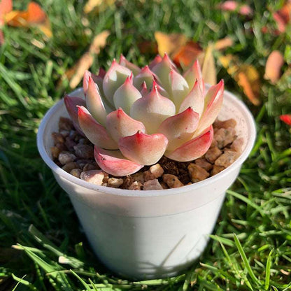 succulent-Echeveria Pink Crystal