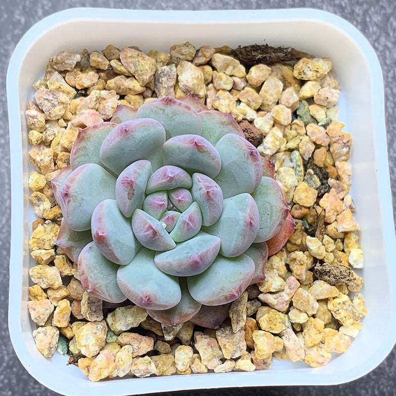 succulent-Echeveria albicans