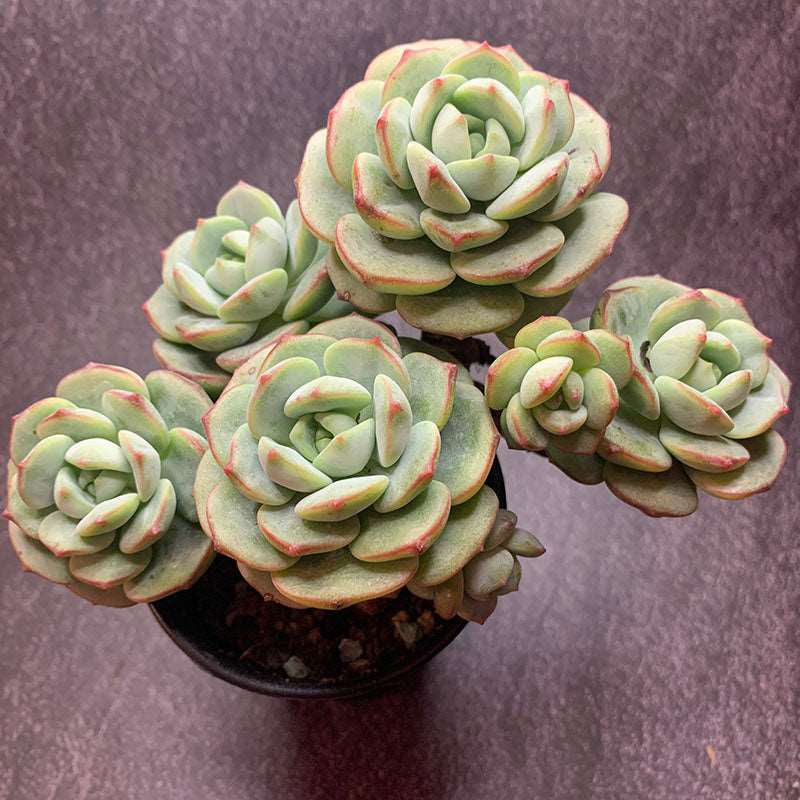 succulent-Sedeveria Pudgye