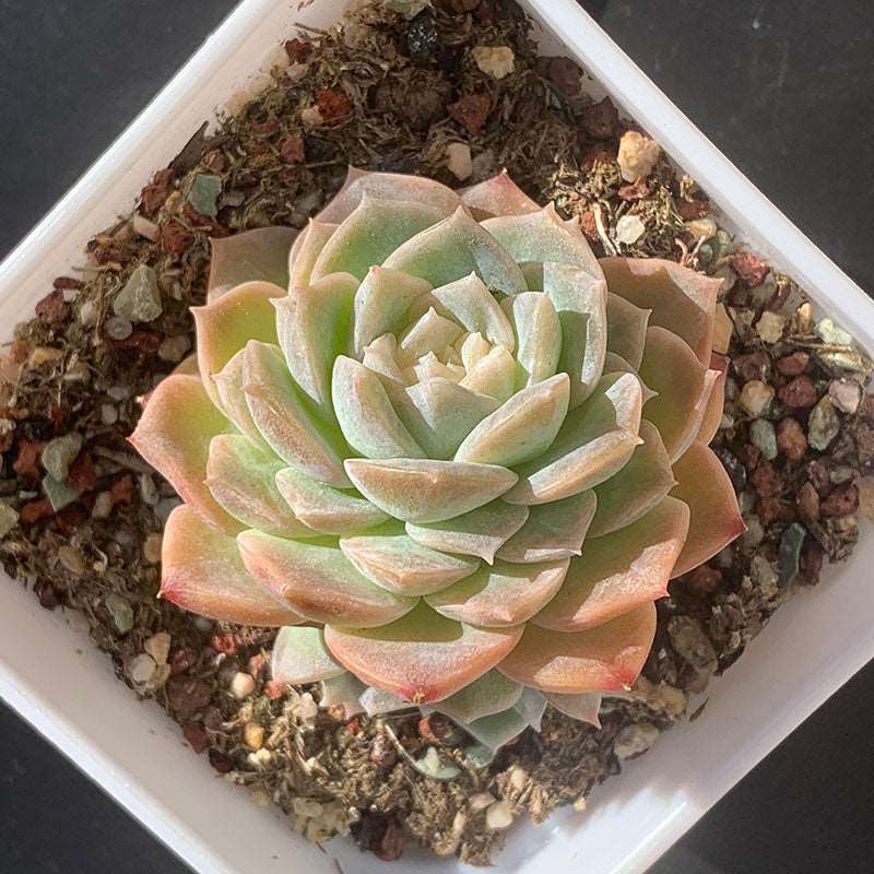 succulent_Echeveria Amazing Grace