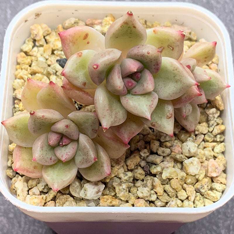 succulent_Echeveria Arzee