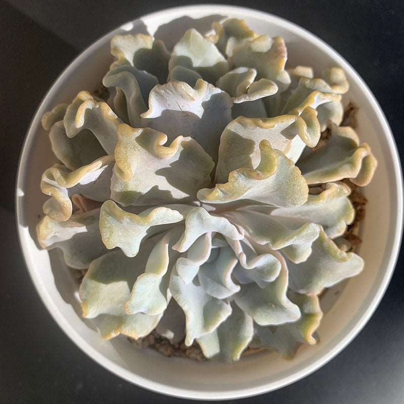 succulent_Echeveria Ballerina